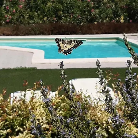 Orange Near Platanias * La Canea